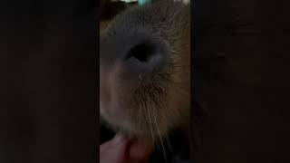 Teaching A Capybara To Sit