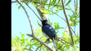 平岡公園で野鳥　オオルリ・ヒガラ・ヒヨドリ・シジュウカラ　2023-05-02