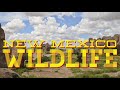 New Mexico Wildlife - An Introduction