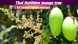 Thi katimon Mango tree (All season mango plant) Contact Number...