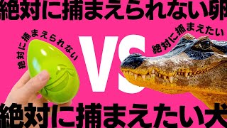 絶対捕まえられないタマゴ？ワニみたいなうちの犬に勝てんの？w