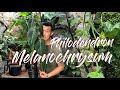 Philodendron melanochrysum care and propagation (air layering, water, and moss)