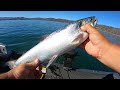 Kokanee, Kings, Or Catfish? Lake Berryessa CA Episode100