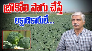 V Purushothama Rao || బ్రొకోలి సాగుచేస్తే లక్షాధికారులే | Earn Huge Profits With Broccoli Farming