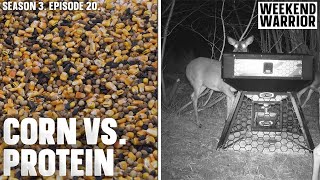 Corn vs. Protein When Feeding Deer Over Winter