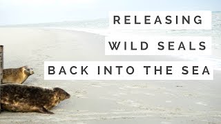 Dutch Bucket List: Releasing Seals Back Into the Wild (Wadden Sea, the Netherlands)