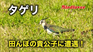 田んぼの貴公子・タゲリとの遭遇