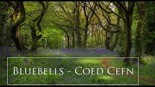 Coed Cefn - Bluebells (A Quick Location Shoot)