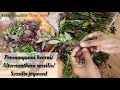 ponnanganni keerai cleaning and its medicinal benefits joyweed sessilis medicinal benefits