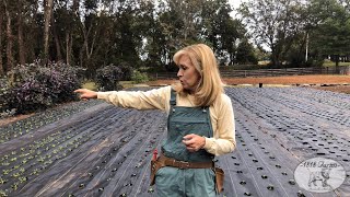 Planting Hardy Annuals in the Flower Garden