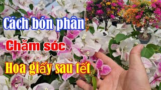 Cách bón phân cắt tỉa, chăm sóc hoa giấy sau tết giúp cây khỏe mạnh và luôn xanh tốt