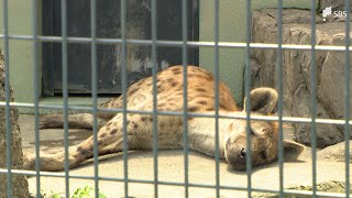 水かけや屋内展示 エサを凍らせ 動物園も熱中症対策にてんやわんや　最高気温ついに38℃台…“危険な暑さ”続く