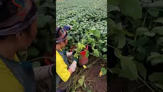 Early Morning Hard Work On Soybean Farm #satisfying #shortsvideo