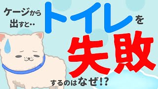 トイレの失敗が直らない！ケージ外で犬がトイレできない訳