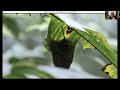 timber u0026 tides managing forests for bird conservation with dr. matthew betts