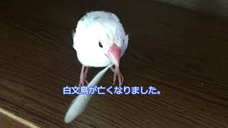 白文鳥が亡くなりました。