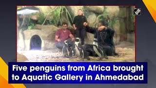 Five penguins from Africa brought to Aquatic Gallery in Ahmedabad