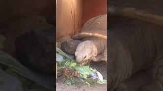 ケヅメリクガメのカメキチは元気にしてますよ2017.12.19（埼玉県こども動物自然公園　公式/SaitamaChildrensZoo　official ）