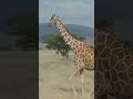 original sounds of samburu short clip