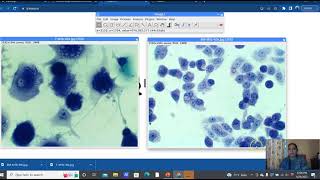 ImageJ Browser for Morphology Analysis