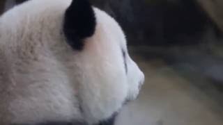 2016.10.28 圓仔的咀嚼肌...算的話 Giant Panda Yuan Zai