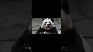 国内不缺好的饲养员，虫洞外公把大半辈子献给了崽崽们#大熊猫 #panda #纪录片 #追娱秀场#shorts