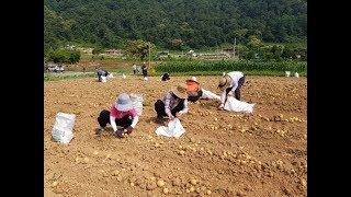 졔천 불교마을 감자수확(2018.6.25)