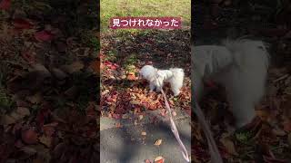 #マルペキ  【秋🍂尺足りず見つけれなかった】　#マルチーズ  #ペキニーズ  #mix犬  #8ヶ月パピー　#shorts