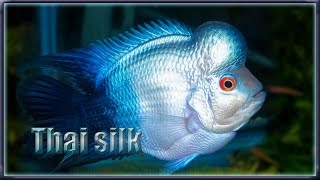 thai silk flowerhorn