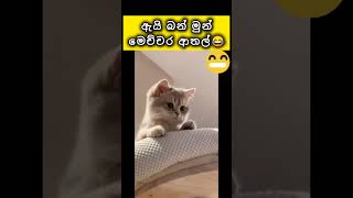 #army අඩෝ හිනා යනවා😂#respect #love #funny #theend #lovenrespect #romanticsongs #amazing #sad #reels