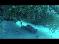 freeport bahamas scuba diving gopro hero 3 white