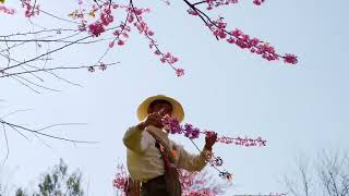 喜欢的ta一起看粉色的冬樱雪一冬樱花(Winter cherry),#flowers