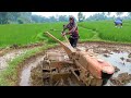 sisa 2 petak gk jadi pulang cepat‼️sawah sebelah minta tolong di garap...