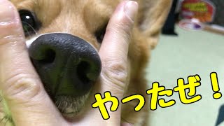 【犬に届くおもちゃ ドギボ】美味しいおやつがすぐ無くなって残念な顔になるコーギー犬コナン