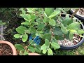 A more in depth look at some of my container grown pineapple guavas / feijoa to see fruit progress