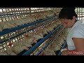 collecting chicken layer eggs rtl chicken layer small poultry farm buhay probensya