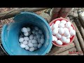 collecting chicken layer eggs rtl chicken layer small poultry farm buhay probensya