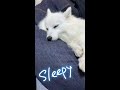 人をダメにするソファでダメになる愛犬と、床でダメになる飼い主 my sleeping dog and her owner shorts