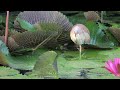 cinnamon bittern hunting