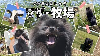 【黒ポメ】ぐみ君マザー牧場楽しすぎて大はしゃぎ