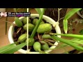 new growth from flower spikes on coelogyne cristata orchid