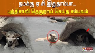 நமக்கு ஏ.சி இது தாம்பா.. புத்திசாலி தெருநாய் செய்த சம்பவம்..! | Kallakurichi | M Sand | Polimer News