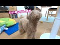 犬とのんびり過ごす真夏の休日【トイプードル】