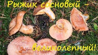 Рыжик сосновый. В лесу и на столе.