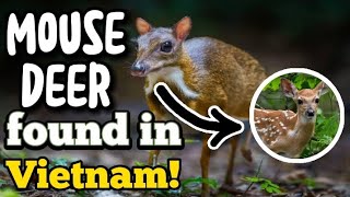 Deer when mice! | Chevrotain | Mouse Deer | BEING AMAZED |