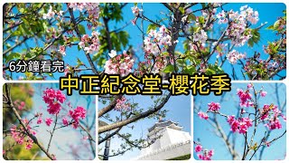 【台北櫻花2021】中正紀念堂-櫻花步道、日本櫻、八重櫻、大漁櫻 #4k Best spot for viewing cherry blossoms in #Taipei