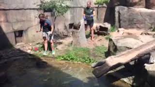 Zoo animal training - otters