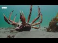 The incredible unity of the spider crab  Spy in the Ocean - BBC