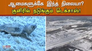 கண்டம் விட்டு கண்டம் செல்லும் ஆமைகளுக்கே இந்த நிலையா? குளிரில் நடுங்கும் டெக்சாஸ்!