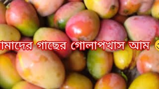 আমাদের গোলাপখাস আম গাছের একটি ভিডিও তোমাদের সঙ্গে শেয়ার করলাম,😍😍